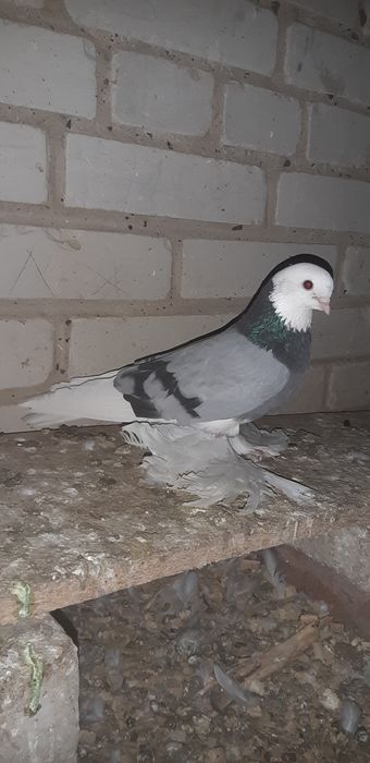 Продаются голуби