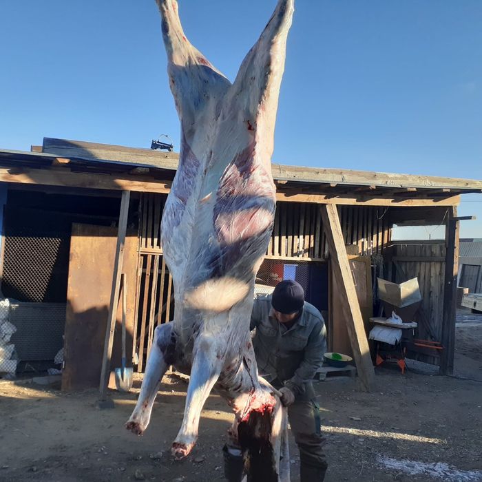 Продам мясо конины