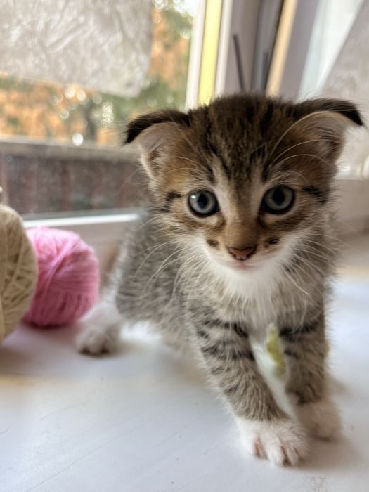 Отдам котят в добрые руки