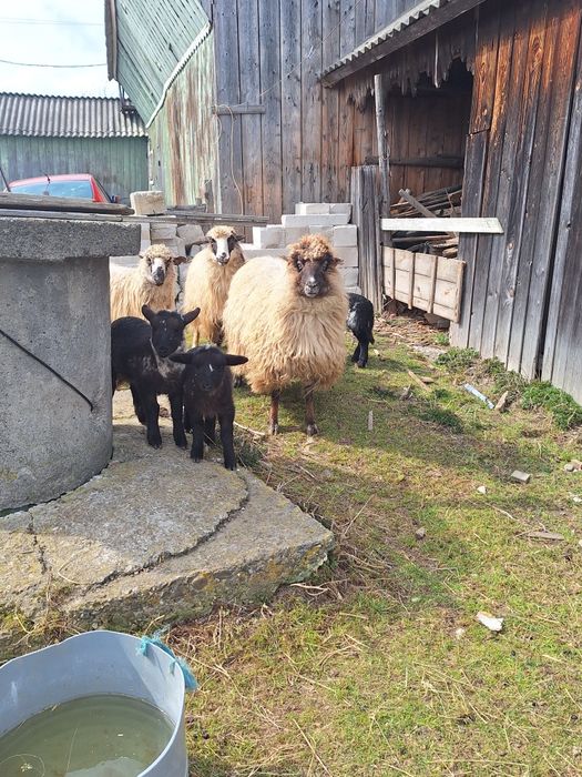 Vând trei oi  țurcane cu patru  mieluțe