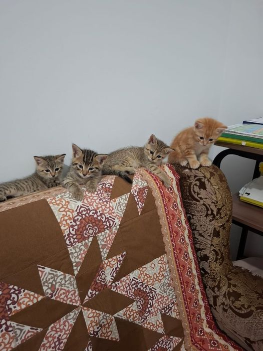 Отдам котят в хорошие руки