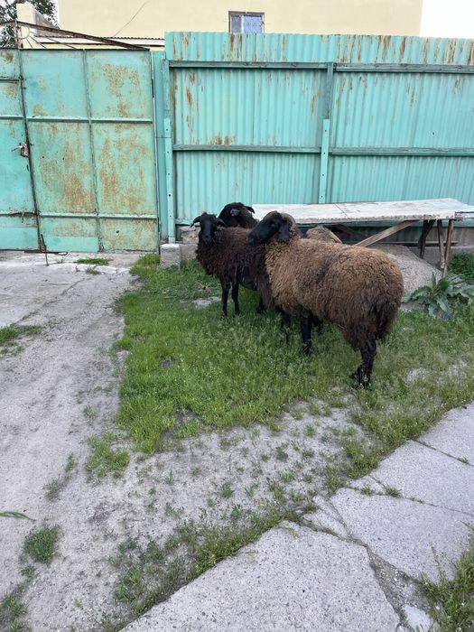 Семіз тұсақ қойлар