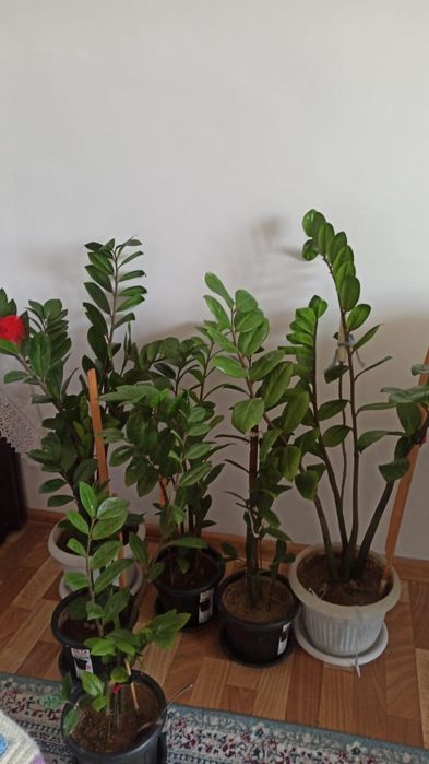 Продаю долларовые