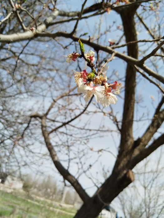 Продаётся дом с участком