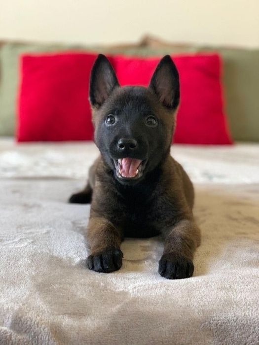 Ciobanesc Belgian Malinois - Culoare Deosebita, Mascul / Femela, 8 saptamani, carnet de sanatate