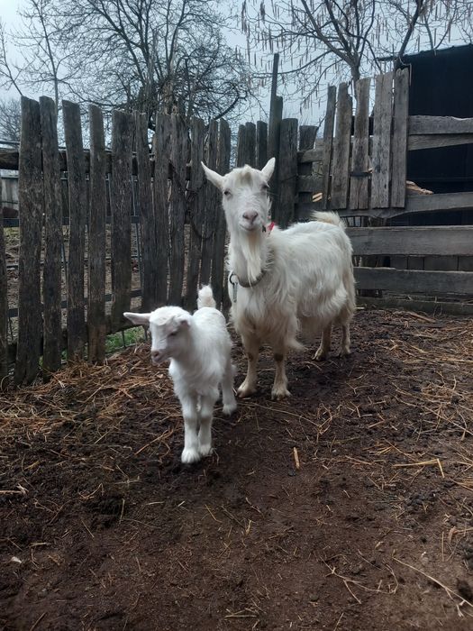 Vând capră albă de Banat împerecheat cu sanin Elvețian  cu iadă