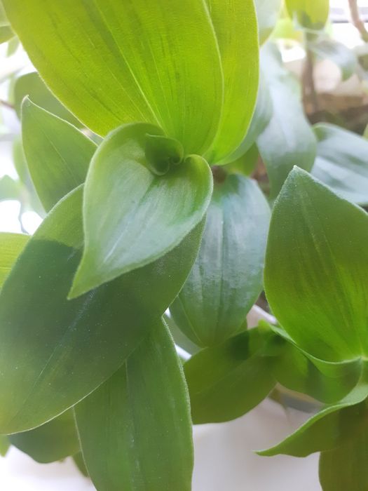 Продаю комнатные цветы