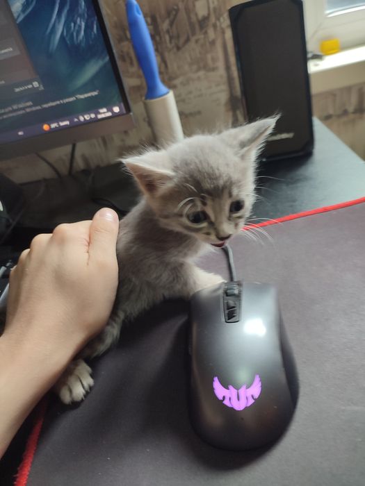 Отдам котенка в добрые руки, мальчик