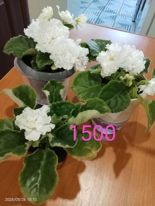 Продам цветок фиалки.