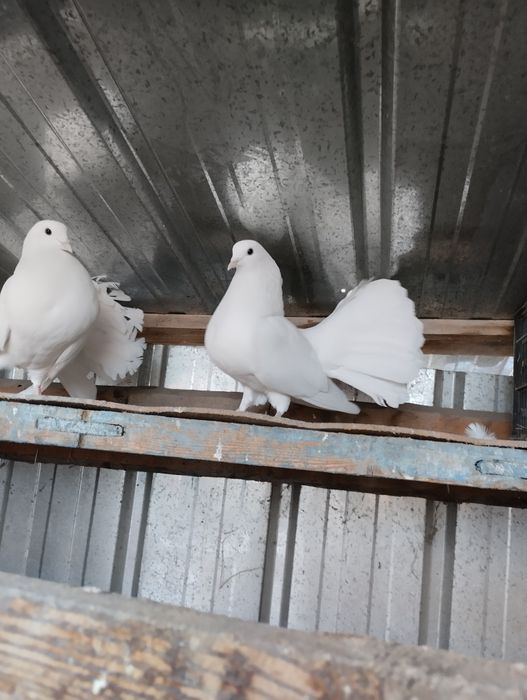 Продам голубей павлины