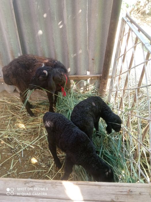 Qoylar sotiladi bolalari b-n