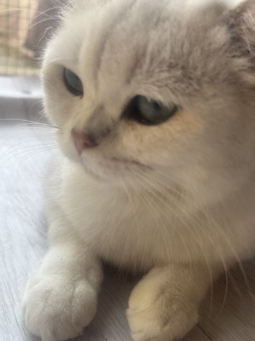 Вязка чистокровный британский серебристый шиншилла !!!