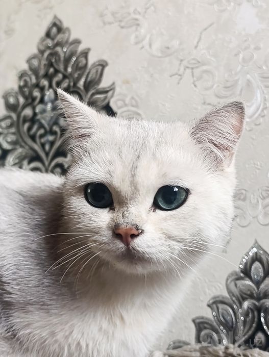 Mushuk movi koz shinshila toza zotli