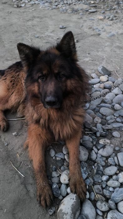 Дилнашерски афчарка сотилади