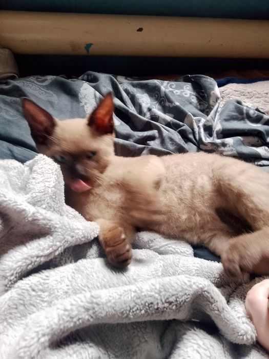 Продам котёнка девон рекс