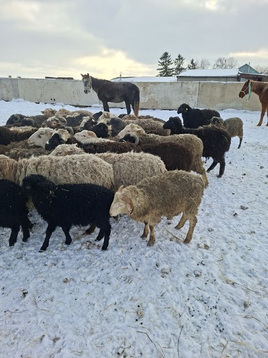 Продам баранов с откорма.овцы