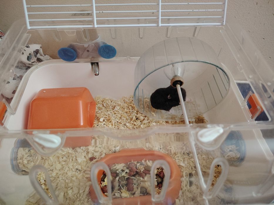 Donez hamster pitic