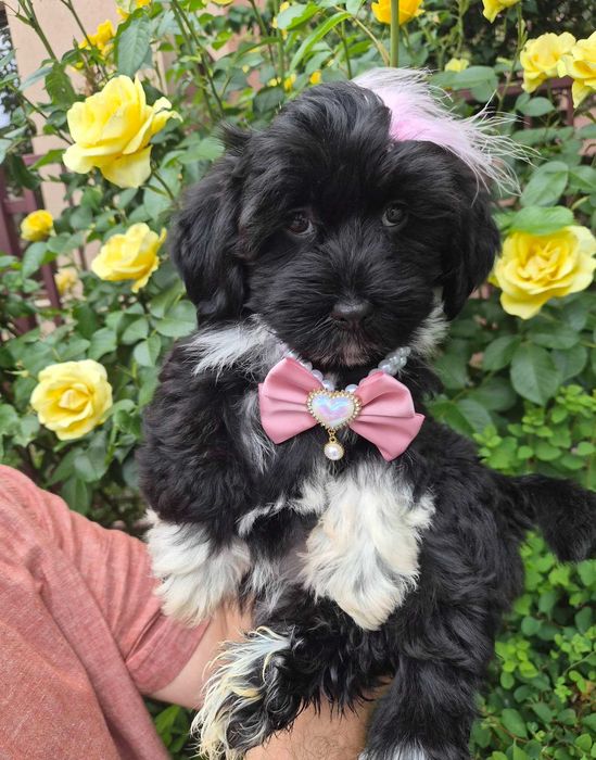 Bichon havanez canisa autorizata FCI si ACHR