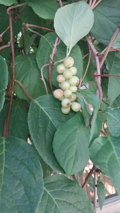 Продам саженцы лимонника китайского