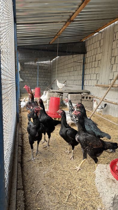 Шамо+Корея жужалари Сотилади 1 ойлик