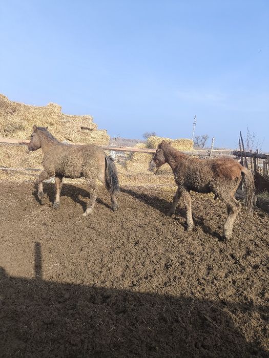 Семіз Тай ,  Бычоктар сатылады 300ден,