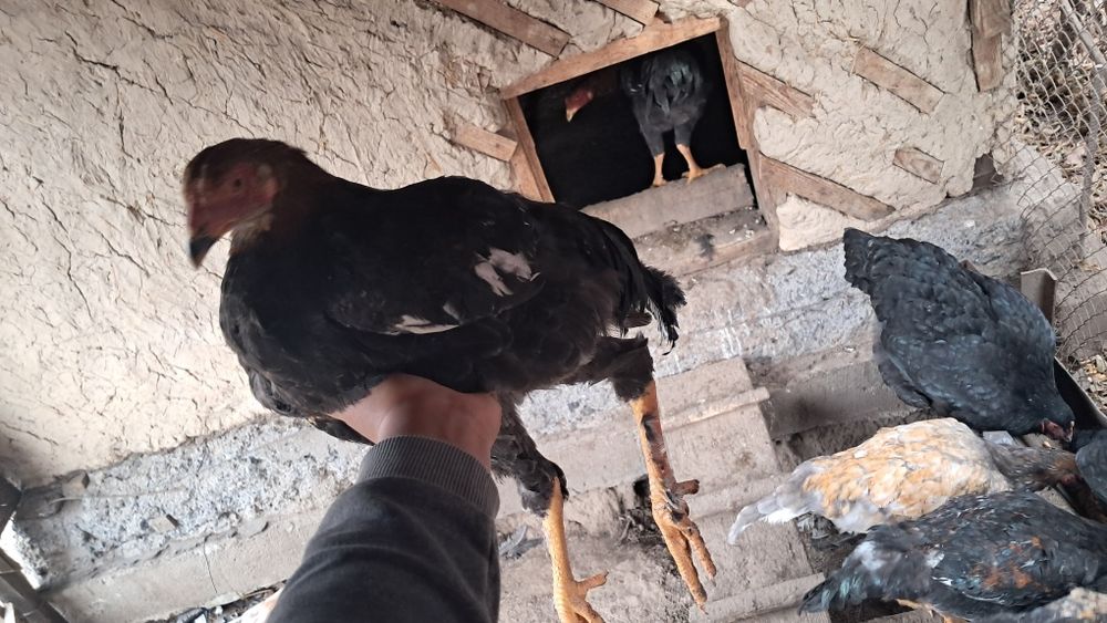 Продам петухов молодые