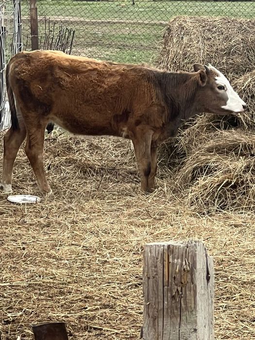 сиын бузауымен сатылады.              .                              .