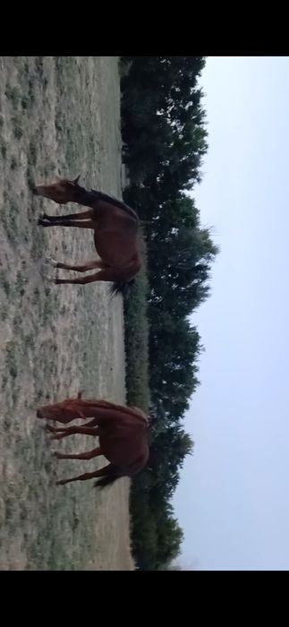 Жылқы сатылады үйірімен