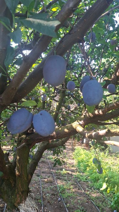 Prune sanatoase pentru consum gem compot si borhot