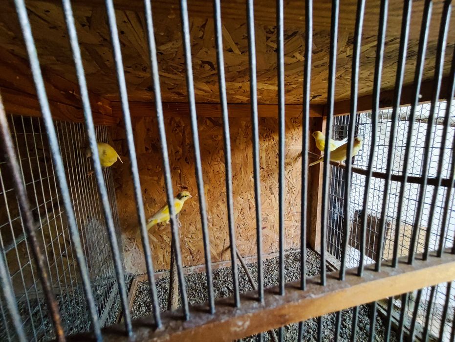 Продавам млади канари