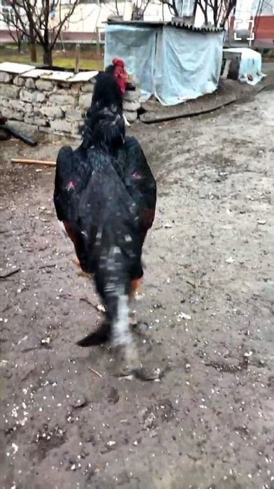 Асл насл Ишкибозларига тухумлари сотилади