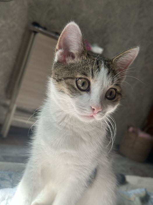 котенок бесплатно