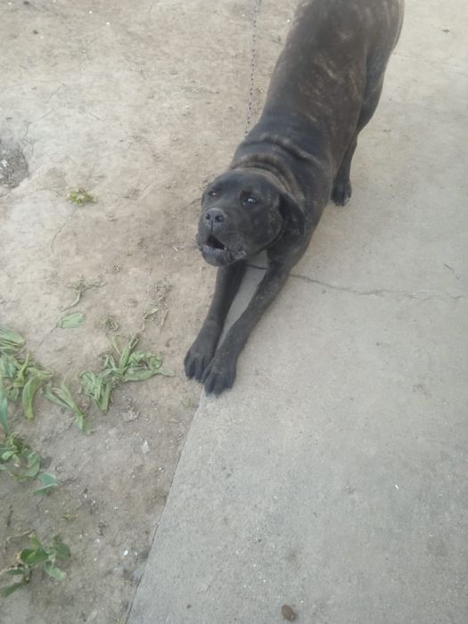 Продаётся собака породы кане-корсо