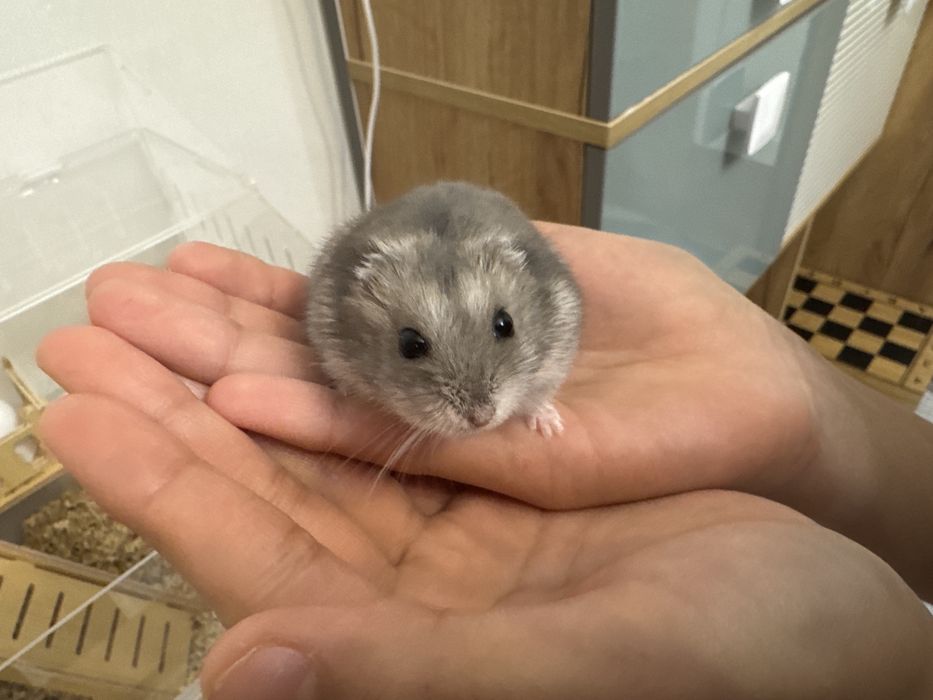 Хомяк с клеткой