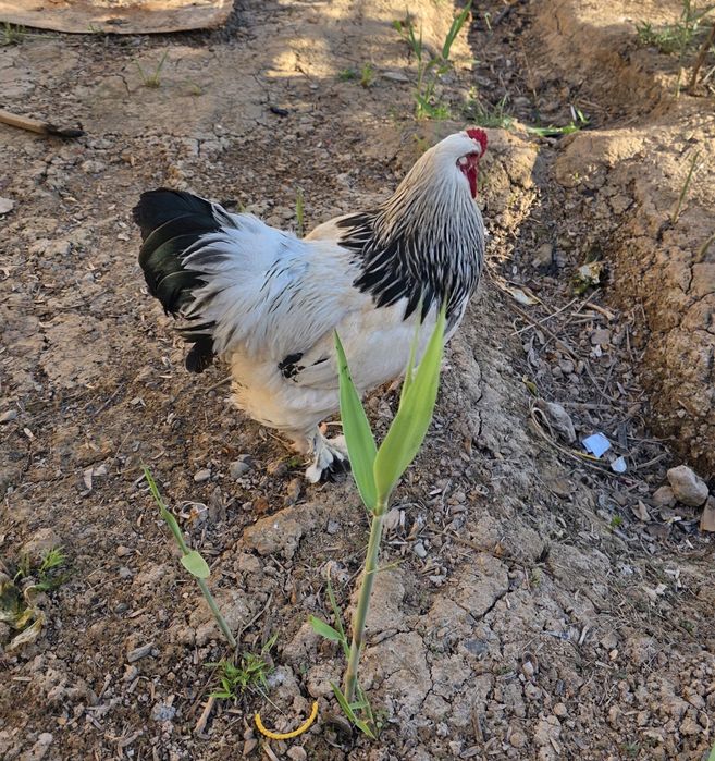 Хуроз сотилади, Брама. Питух