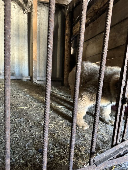 Продам мощного щенка немца