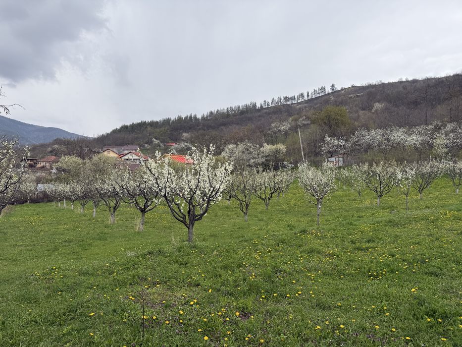 Teren intravilan Nehoiu