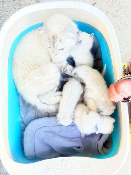 Котята отец сиамский мама вислаухая