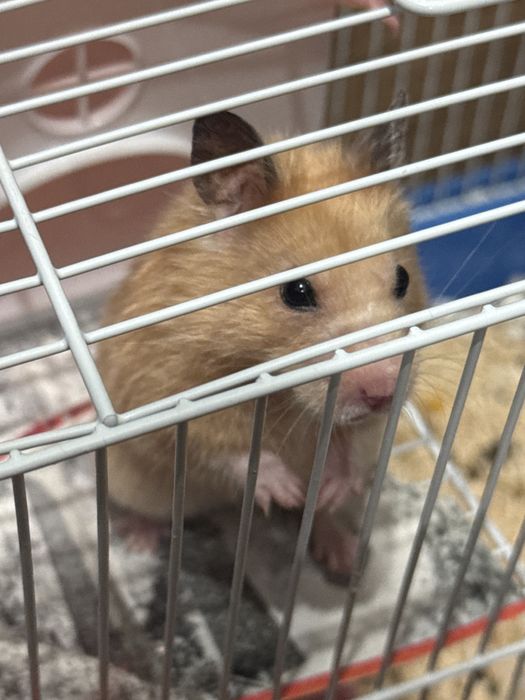 Продам хомяка сибирский