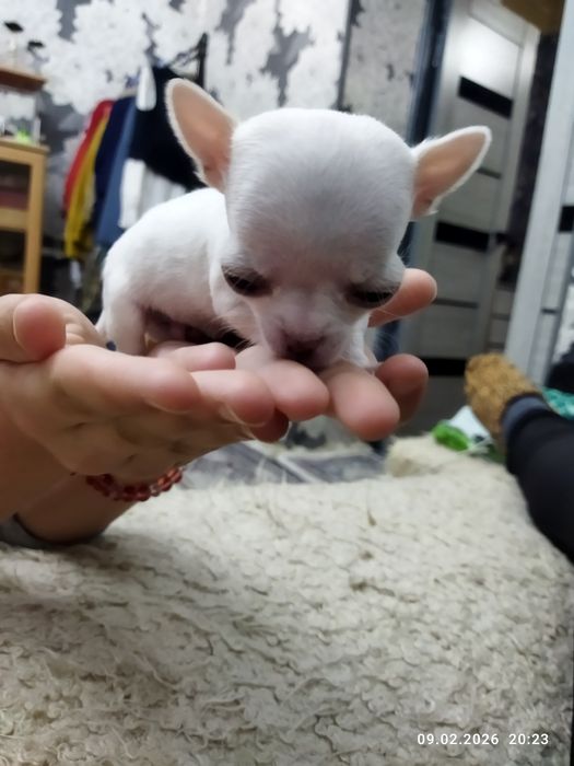 Продаются щенки чихуахуа (бронь)
