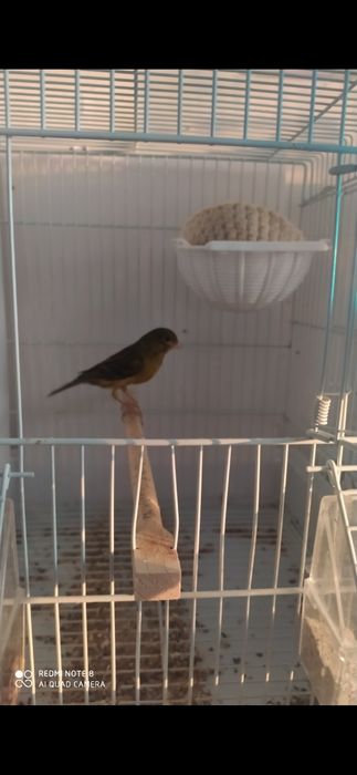 Продаются канарейки