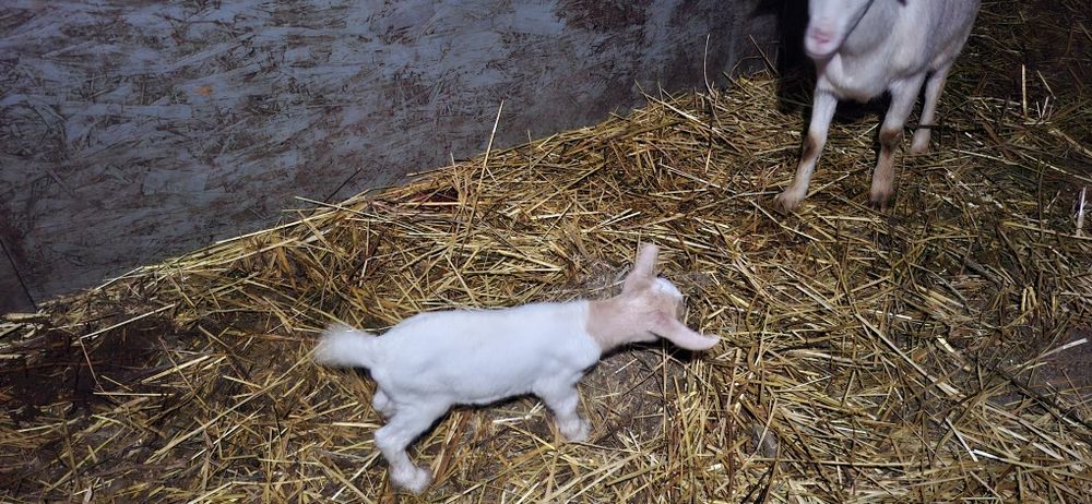 Iedute Sannen,alpine si metis