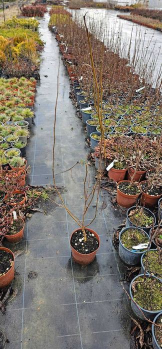 Магнолия - Кралицата на пролетта