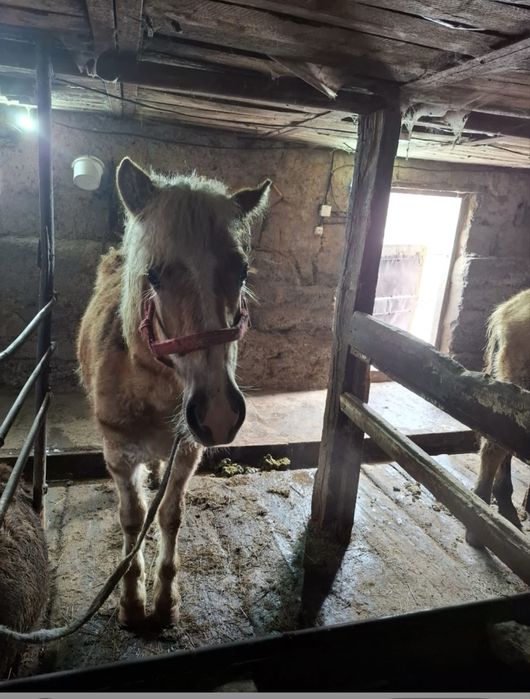 Жылқы сатамын тайлар, үш жасар дөнен