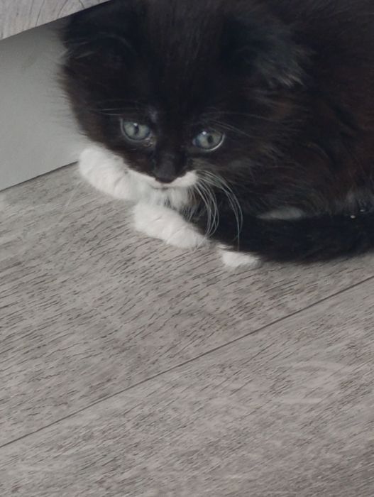 Продам котенка 1,5 месяца(девочка)