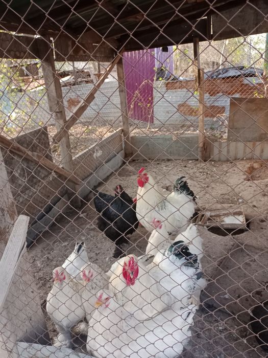 Продают Яйцо Светлая брамы