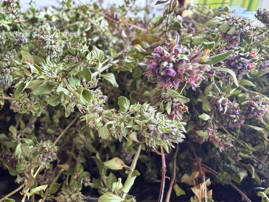 Cimbrisor salbatic, organic