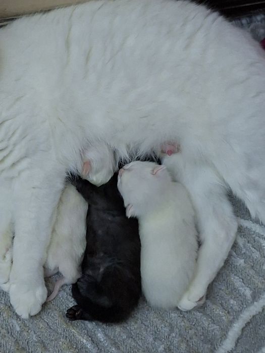 Скотиш фолд мушукчалари