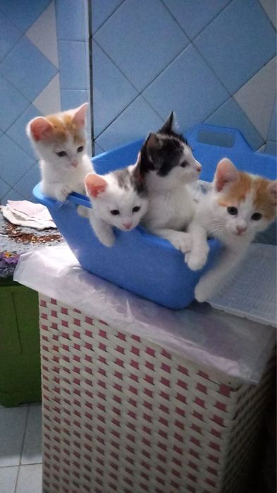 Продаются котята