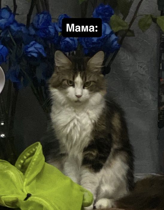 Котята породистые(БРОНЬ НА МАРТ)